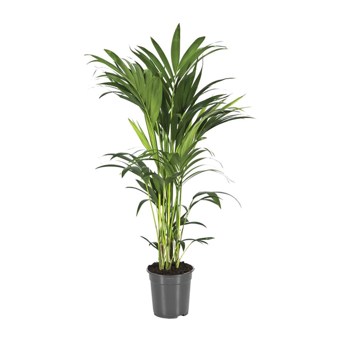 Howea Forsteriana (Kentia) - Ø21cm - ↕100cm
