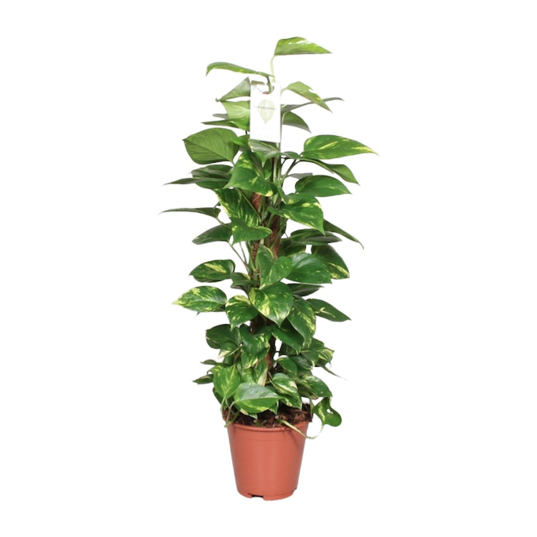 Epipremnum Pinnatum Mosstok (Scindapsus) - Ø19cm - ↕80cm