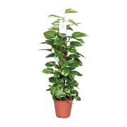 Epipremnum Pinnatum Mosstok (Scindapsus) - Ø19cm - ↕80cm