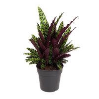 Calathea lancifolia (Pianta del Sonaglio) – Ø27cm – ↕70cm