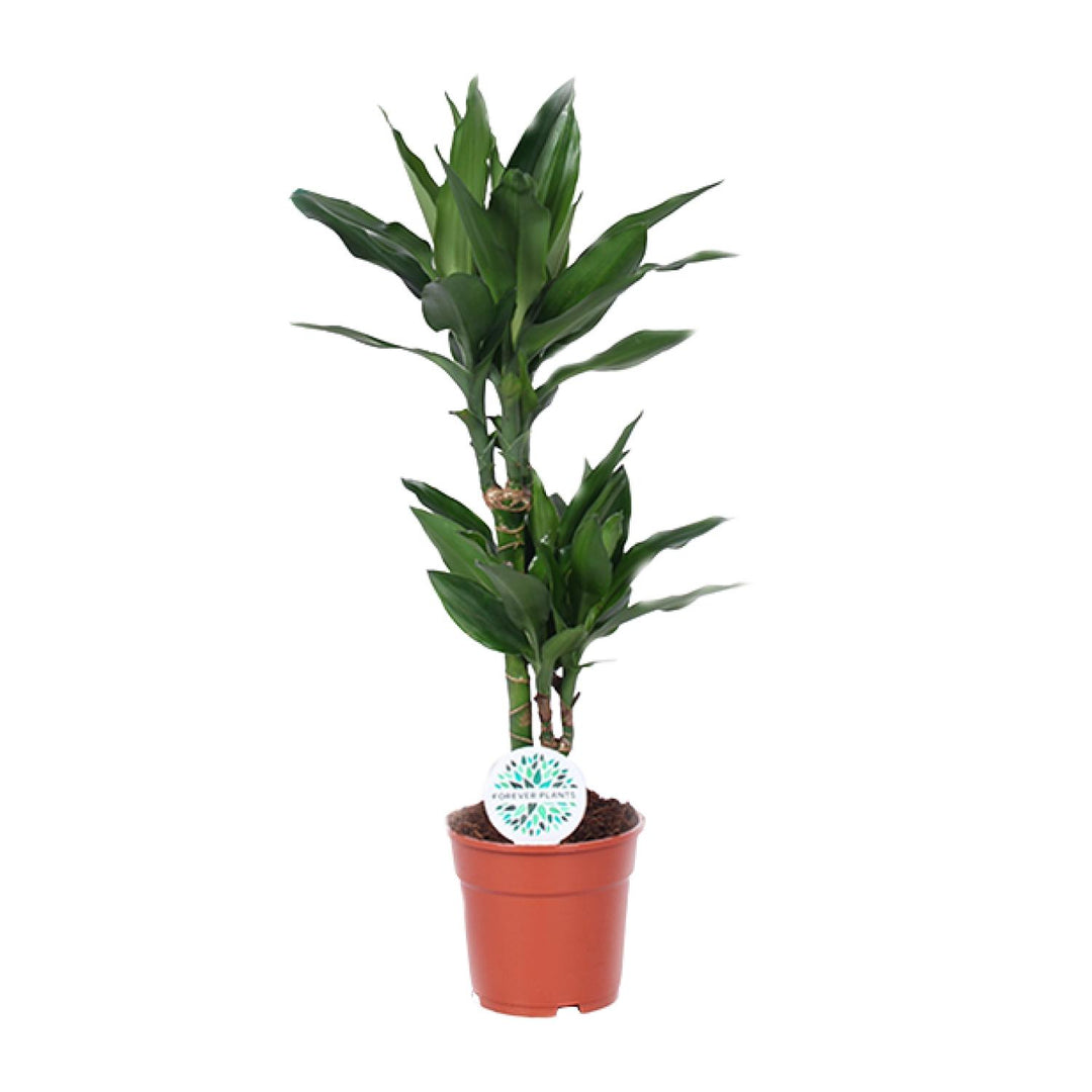 Dracaena fragrans 'Janet Lind' - Ø17cm - ↕70cm