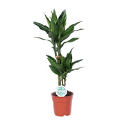 Dracaena fragrans 'Janet Lind' - Ø17cm - ↕70cm