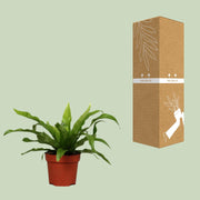 Asplenium antiquum - Ø12cm - ↕25cm