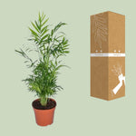 Carica l'immagine nel visualizzatore Galleria, Chamaedorea elegans (Palma della Fortuna) - Ø17cm - ↕55cm