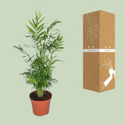 Chamaedorea elegans (Mexican Mountain Palm) - Ø17cm - ↕55cm
