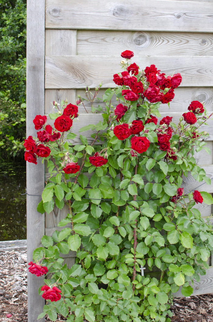 Rosa Crazy in love 'Red' - 3 pieces - Ø15 - ↨65cm