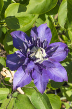 Load image into Gallery viewer, Clematis Multi Blue - Ø15cm - ↕65cm
