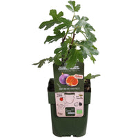 Ficus gustissimo 'Perretta' - Ø13 - ↨45cm