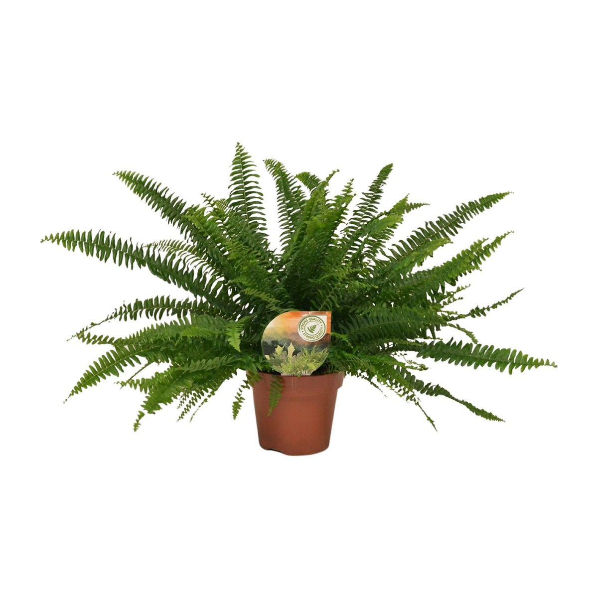 Nephrolepis exaltata ‘Green Lady’ - Ø17cm - ↕40cm