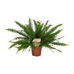 Load image into Gallery viewer, Nephrolepis exaltata ‘Green Lady’ - Ø17cm - ↕40cm