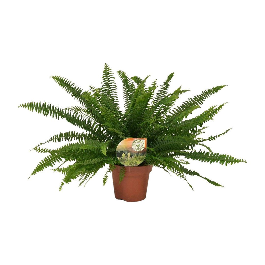 Nephrolepis exaltata ‘Green Lady’ - Ø17cm - ↕40cm