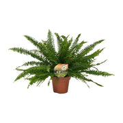 Nephrolepis exaltata ‘Green Lady’ - Ø17cm - ↕40cm