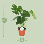 Carica l'immagine nel visualizzatore Galleria, Monstera deliciosa  - Ø17cm - ↕55cm