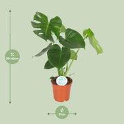 Monstera deliciosa  - Ø17cm - ↕55cm