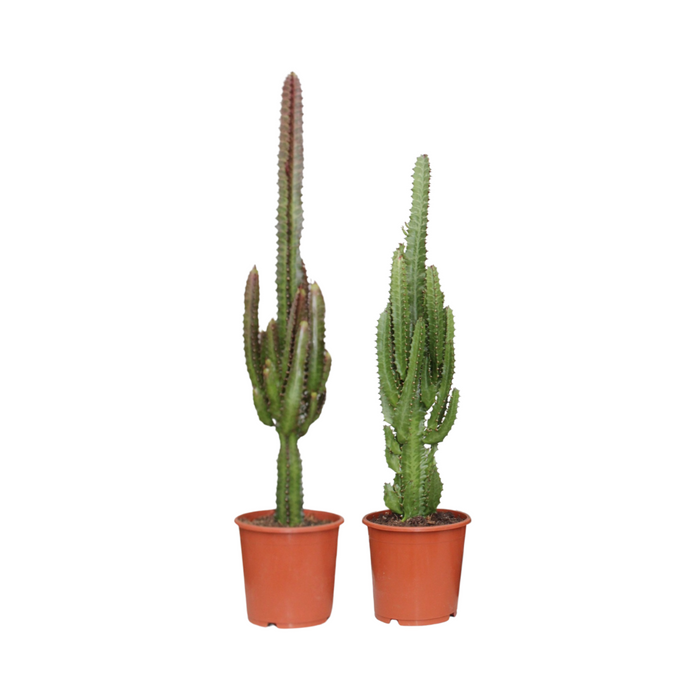 Euphorbia Green / Red - 2 plants - Ø17cm - ↕75cm