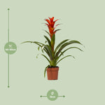 Load image into Gallery viewer, Guzmania 'Ostara' - Ø12cm - ↕45cm