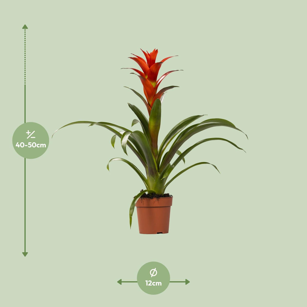 Guzmania 'Ostara' - Ø12cm - ↕45cm