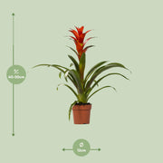 Guzmania 'Ostara' - Ø12cm - ↕45cm