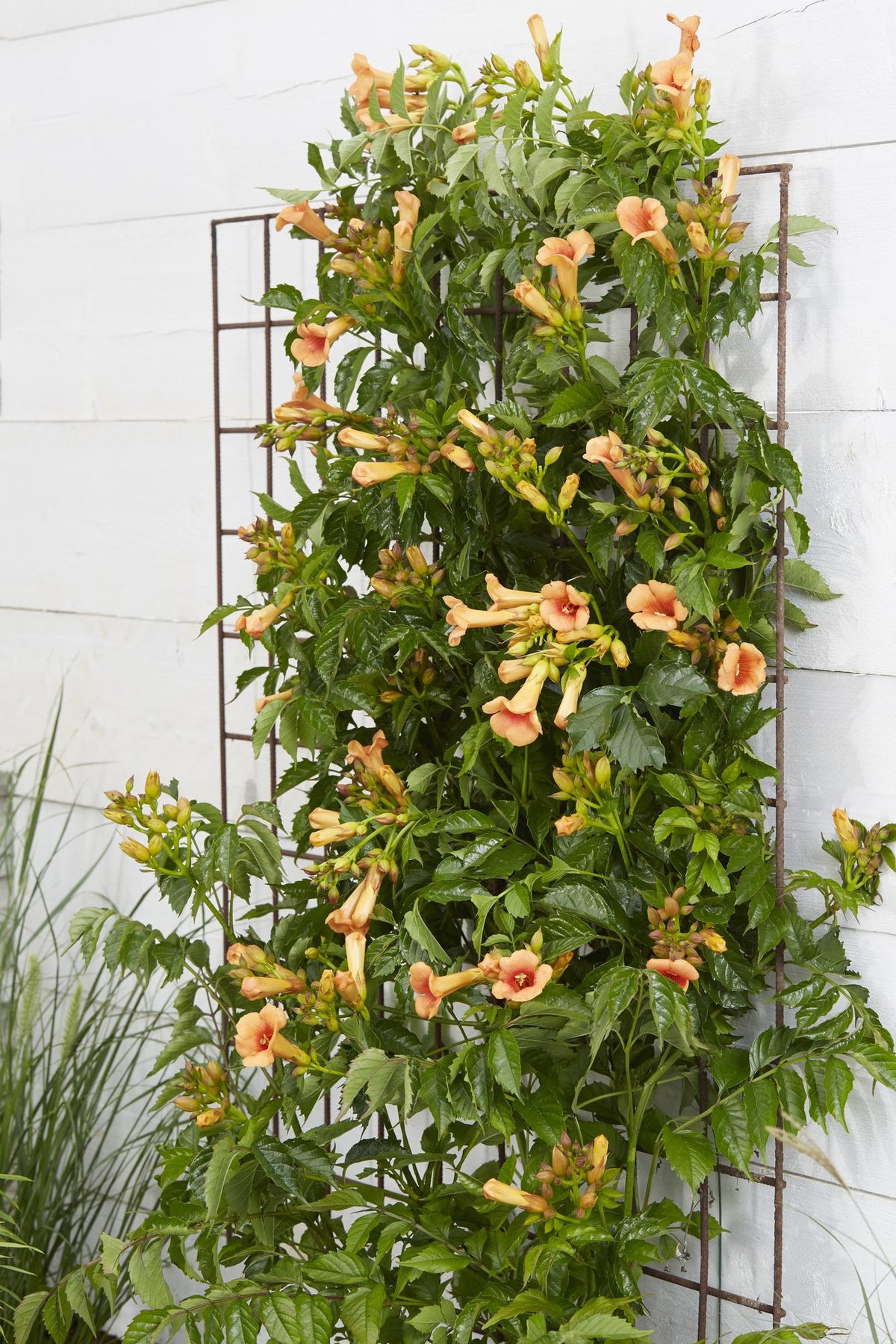 Campsis 'Indian Summer' (Bignonia arancione) - Ø15cm - ↕65cm