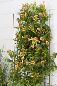 Campsis 'Indian Summer' (Bignonia arancione) - Ø15cm - ↕65cm