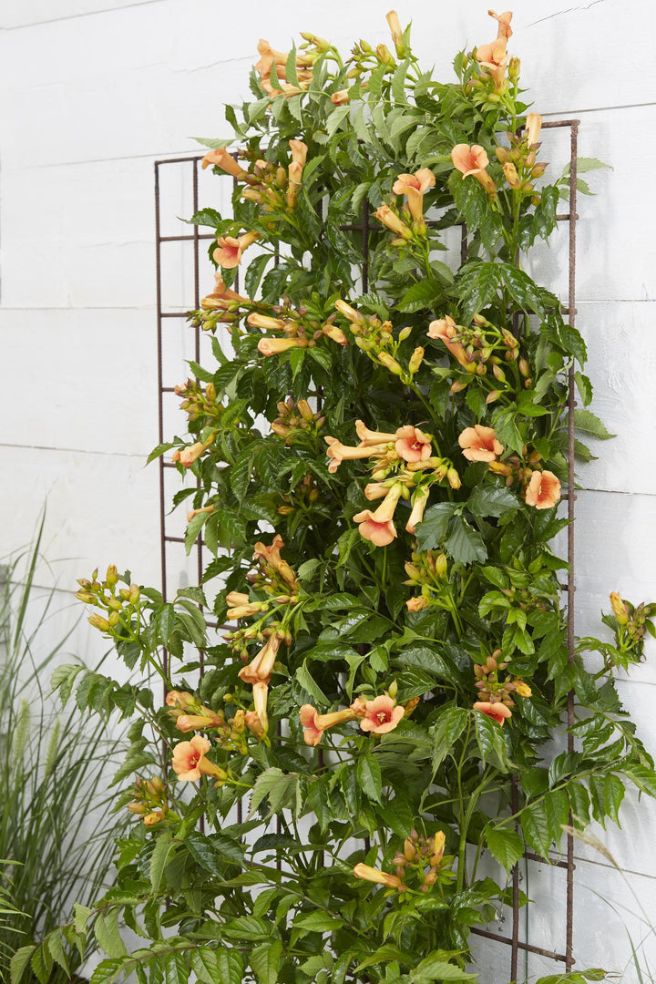 Campsis 'Indian Summer' (Orange Trumpet Flower) - Ø15cm - ↕65cm
