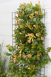 Campsis 'Indian Summer' (Orange Trumpet Flower) - Ø15cm - ↕65cm