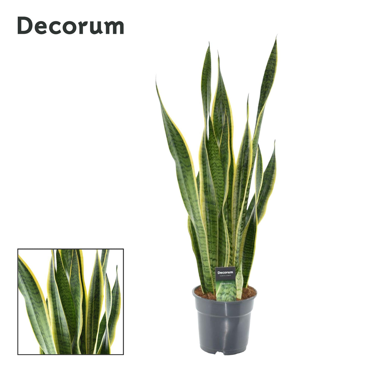 Sansevieria trifasciata 'Laurentii' XL (Mother-in-law’s Tongue) - Ø17cm - ↕70cm