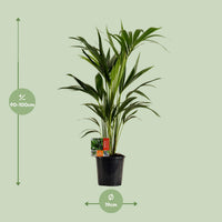 Howea Forsteriana (Kentia) - Ø19cm - ↕100cm