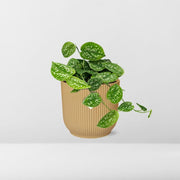 Scindapsus pictus ‘Argyraeus’ in ELHO Vibes Fold Pot, Yellow, Ø14cm - ↕45cm