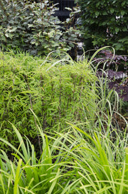 Carex morrowii 'Irish Green' - 3 plants - Ø14 - ↨30cm