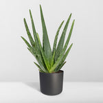 Load image into Gallery viewer, Aloe vera - Ø12cm - ↕40cm