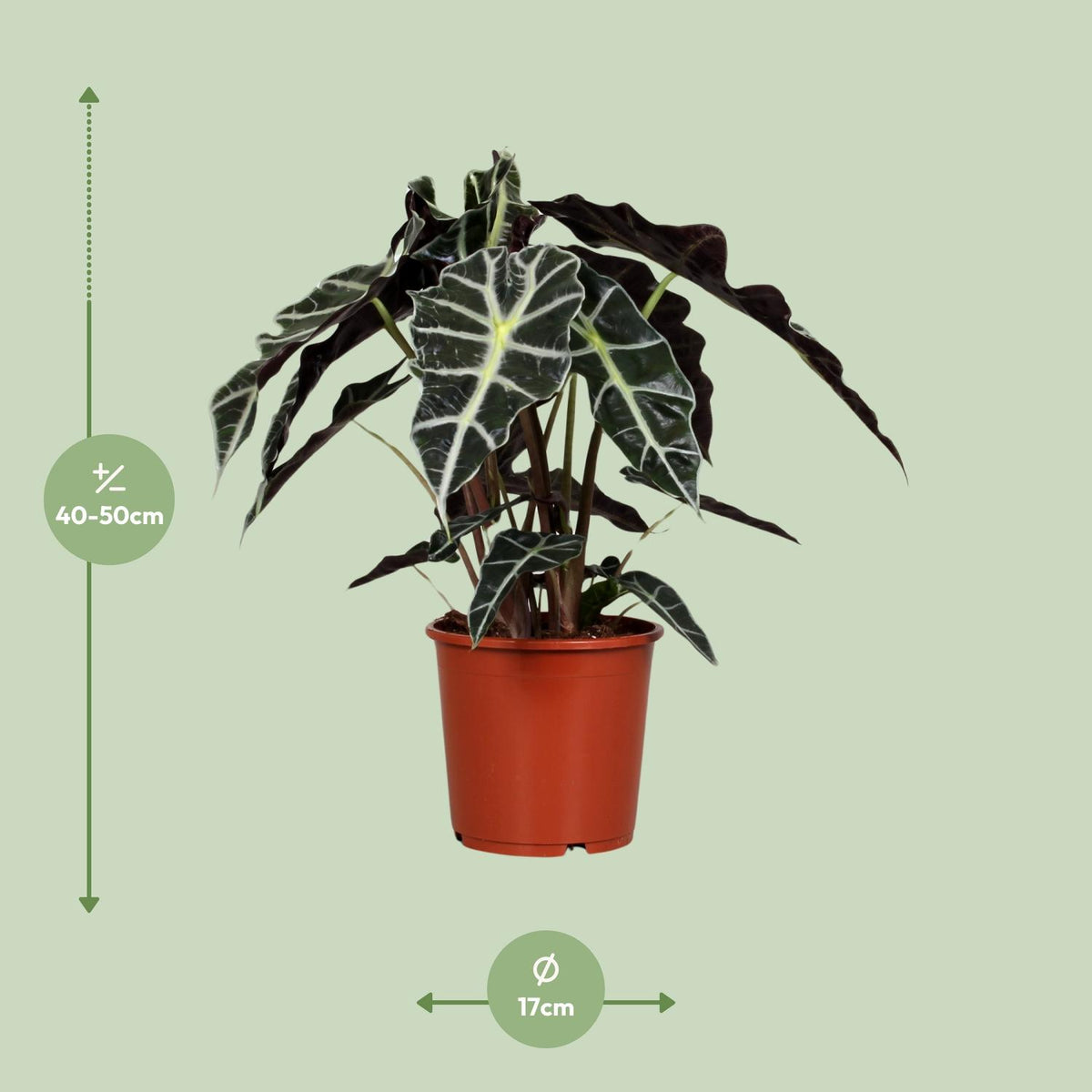 Alocasia amazonica ‘Polly’ - Ø17cm - ↕45cm