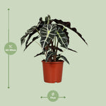 Load image into Gallery viewer, Alocasia amazonica ‘Polly’ - Ø17cm - ↕45cm