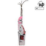 Load image into Gallery viewer, Parthenocissus henryana - Chinese Wild Winged - Ø15cm - ↕65cm
