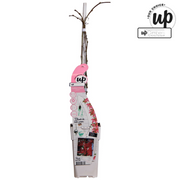 Parthenocissus henryana - Chinese Wild Winged - Ø15cm - ↕65cm