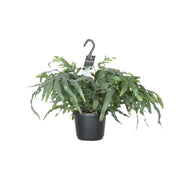 Phlebodium aureum 'Blue Star' - Ø17cm - ↕40cm