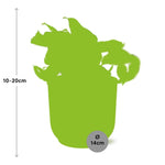 Load image into Gallery viewer, Epipremnum pinnatum &#39;Happy Leaf&#39; in ELHO Vibes Fold, Yellow, Ø14cm – ↕15 cm
