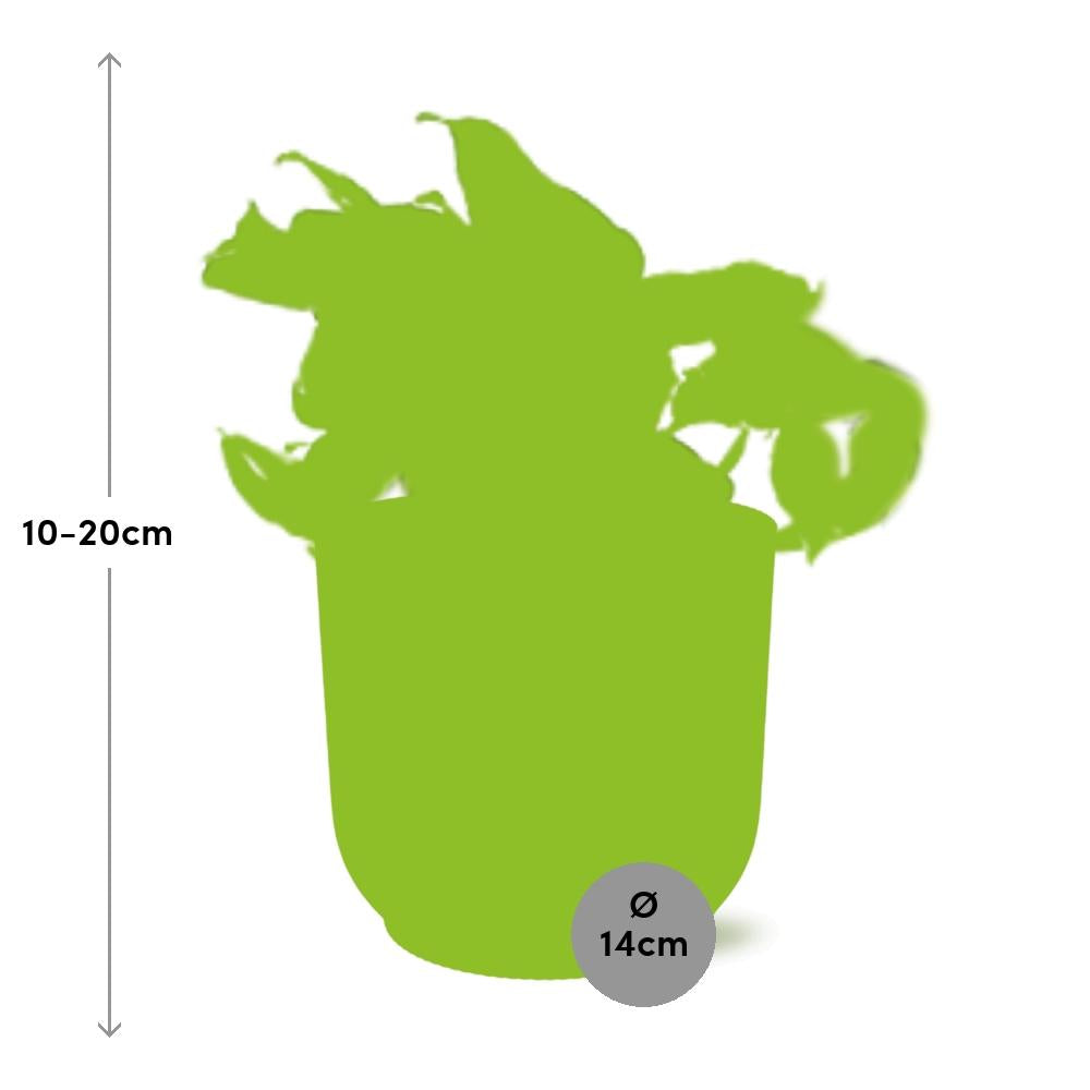 Epipremnum pinnatum 'Happy Leaf' in ELHO Vibes Fold, Yellow, Ø14cm – ↕15 cm