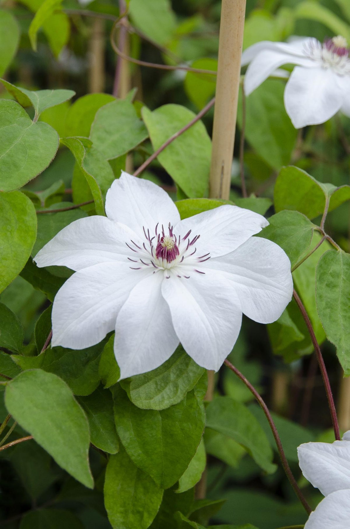 Clematis 'Miss Bateman' - Ø15cm - ↕65cm