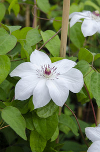 Clematis 'Miss Bateman' - Ø15cm - ↕65cm