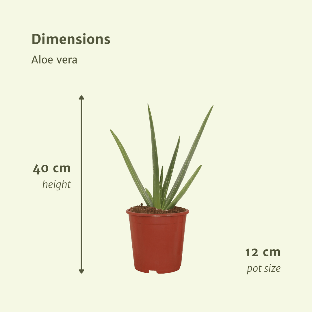 Aloe vera - 2 plants - ø12 - ↕40cm