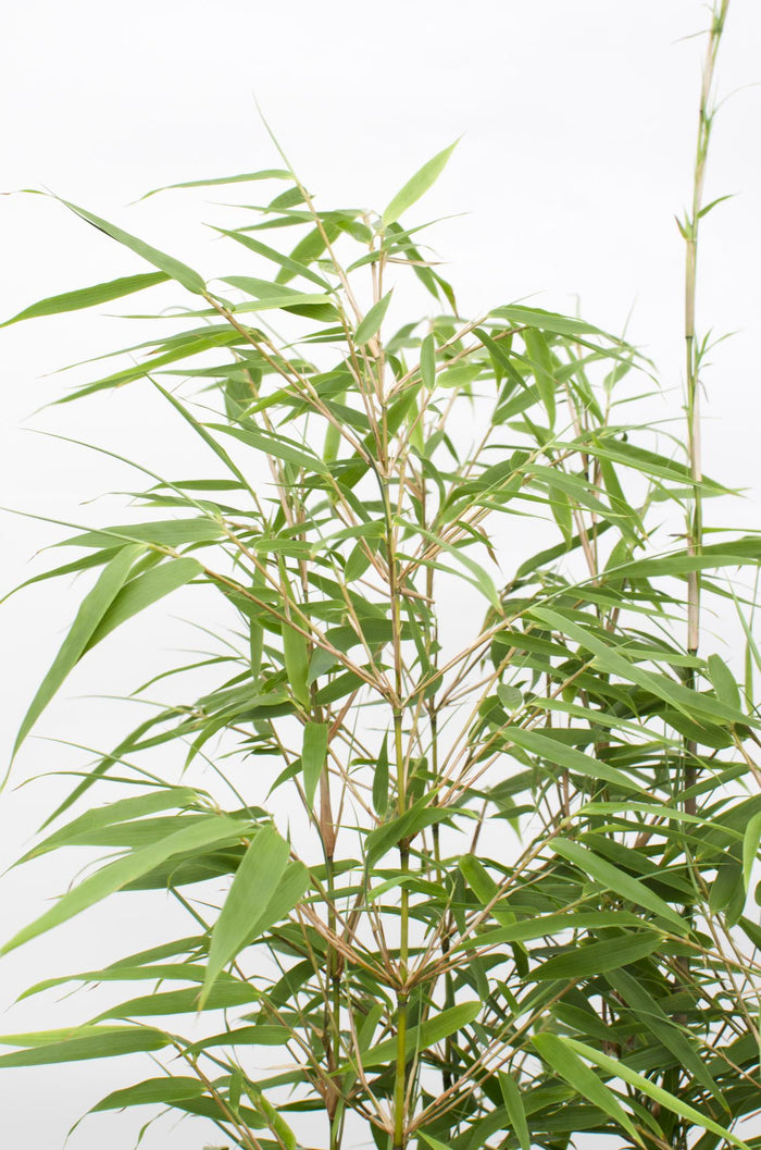 Fargesia rufa - Ø19 ↨60cm