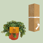 Sedum 'Tornado' - Ø10cm - ↕15cm