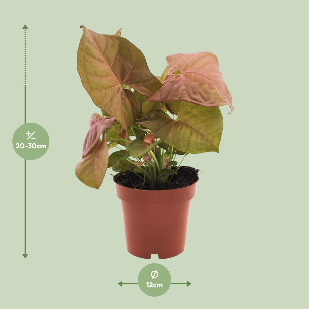 Syngonium podophyllum 'Neon' - Ø12cm - ↕25cm
