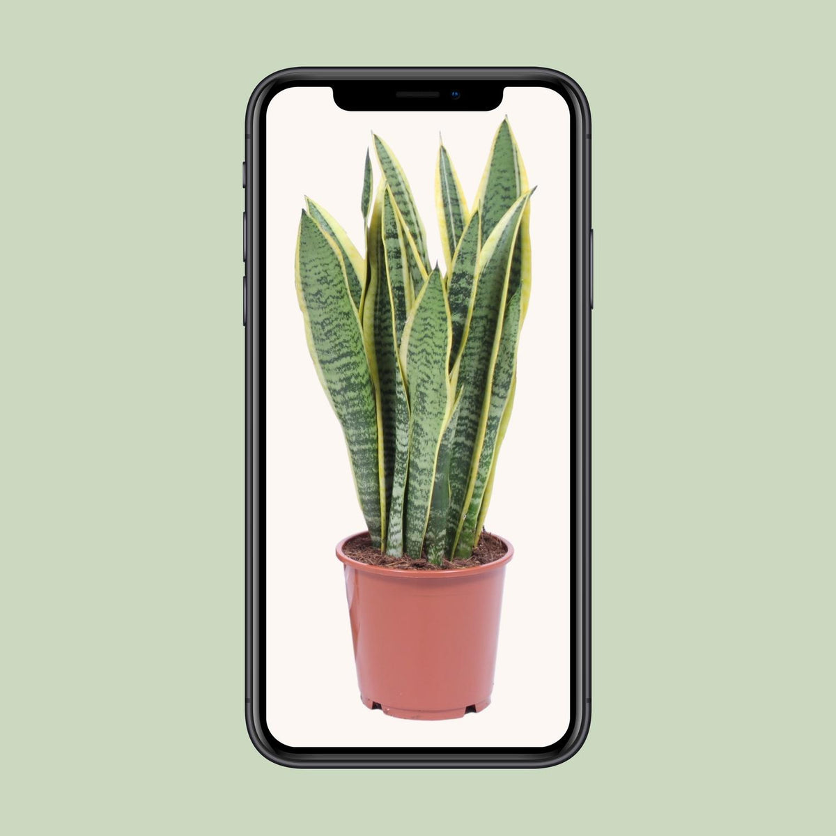 Sansevieria trifasciata 'Laurentii' (Mother-in-law’s Tongue) - Ø14cm - ↕40cm