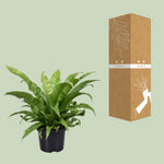 Load image into Gallery viewer, Asplenium antiquum - Ø23cm - ↕60cm
