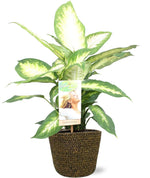 Load image into Gallery viewer, Dieffenbachia seguine &#39;Camilla&#39; - Ø17cm - ↕45cm + Selin Pot D18x16cm - Black
