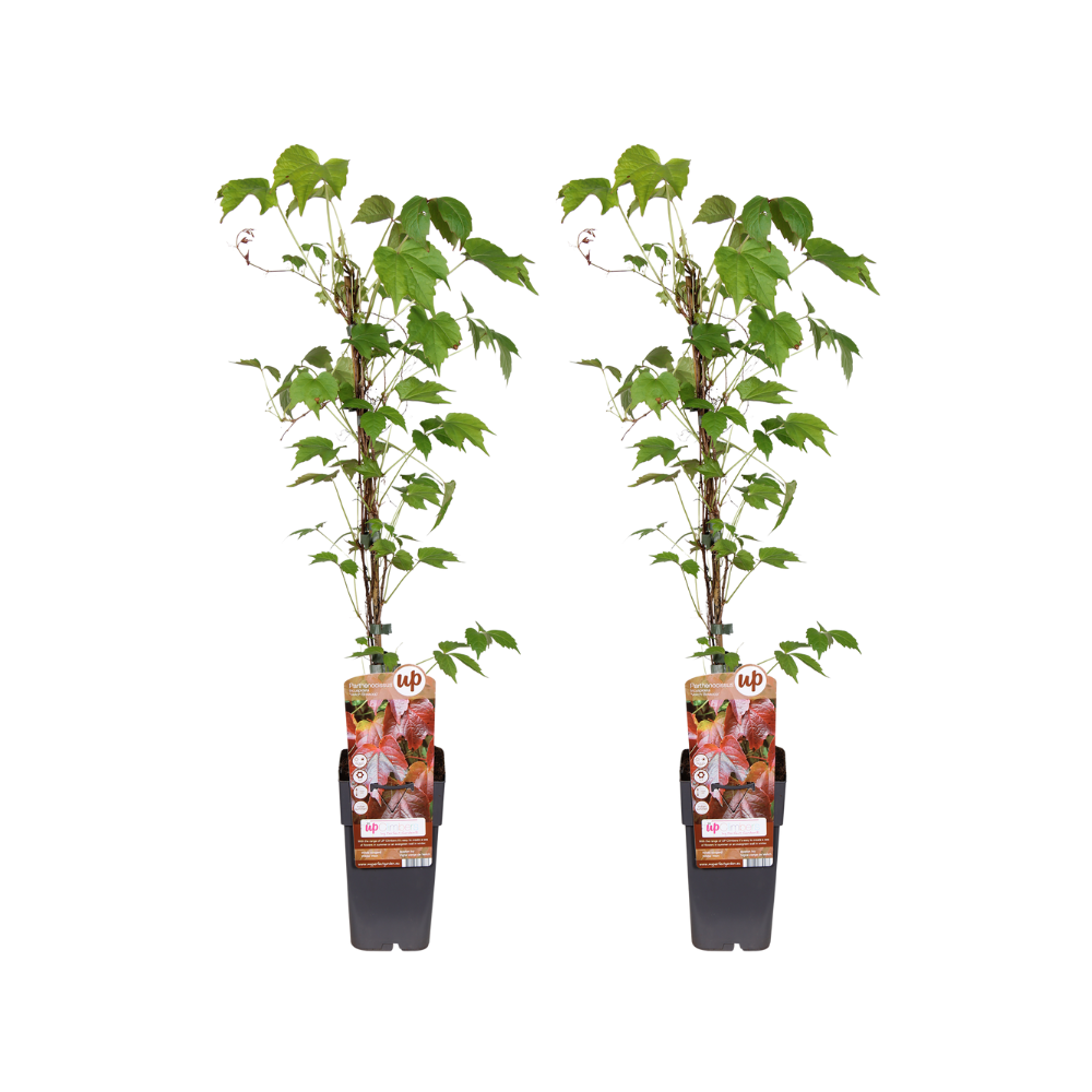 Parthenocissus Tricuspidata 'Veitch Boskoop' - 2 piante - Ø15cm - ↕65cm