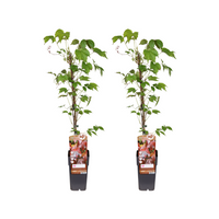 Parthenocissus Tricuspidata 'Veitch Boskoop' - 2 piante - Ø15cm - ↕65cm