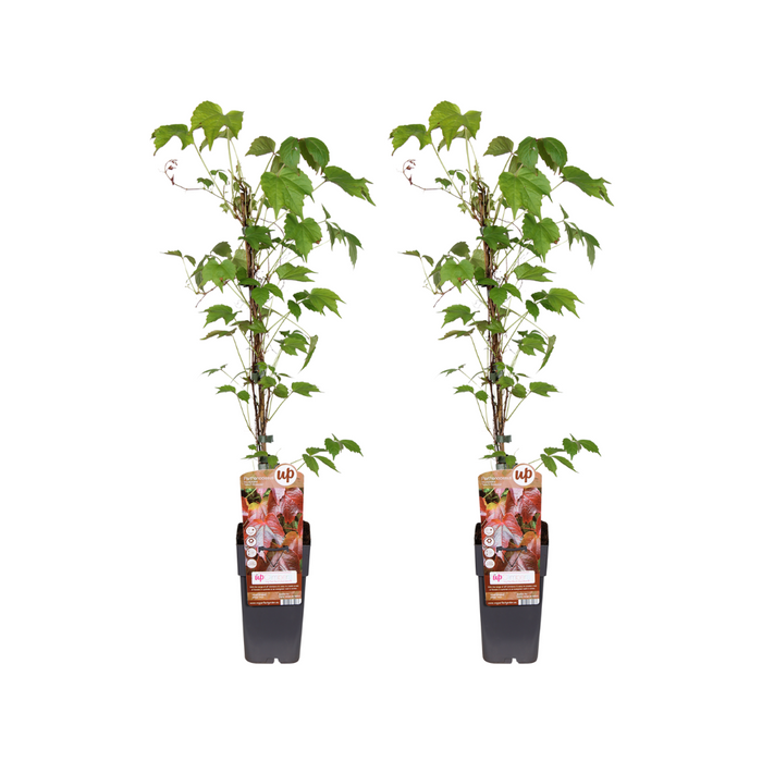 Parthenocissus Tricuspidata 'Veitch Boskoop' - 2 plants - Ø15cm - ↕65cm